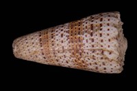 藏品(帝王芋螺)的圖片